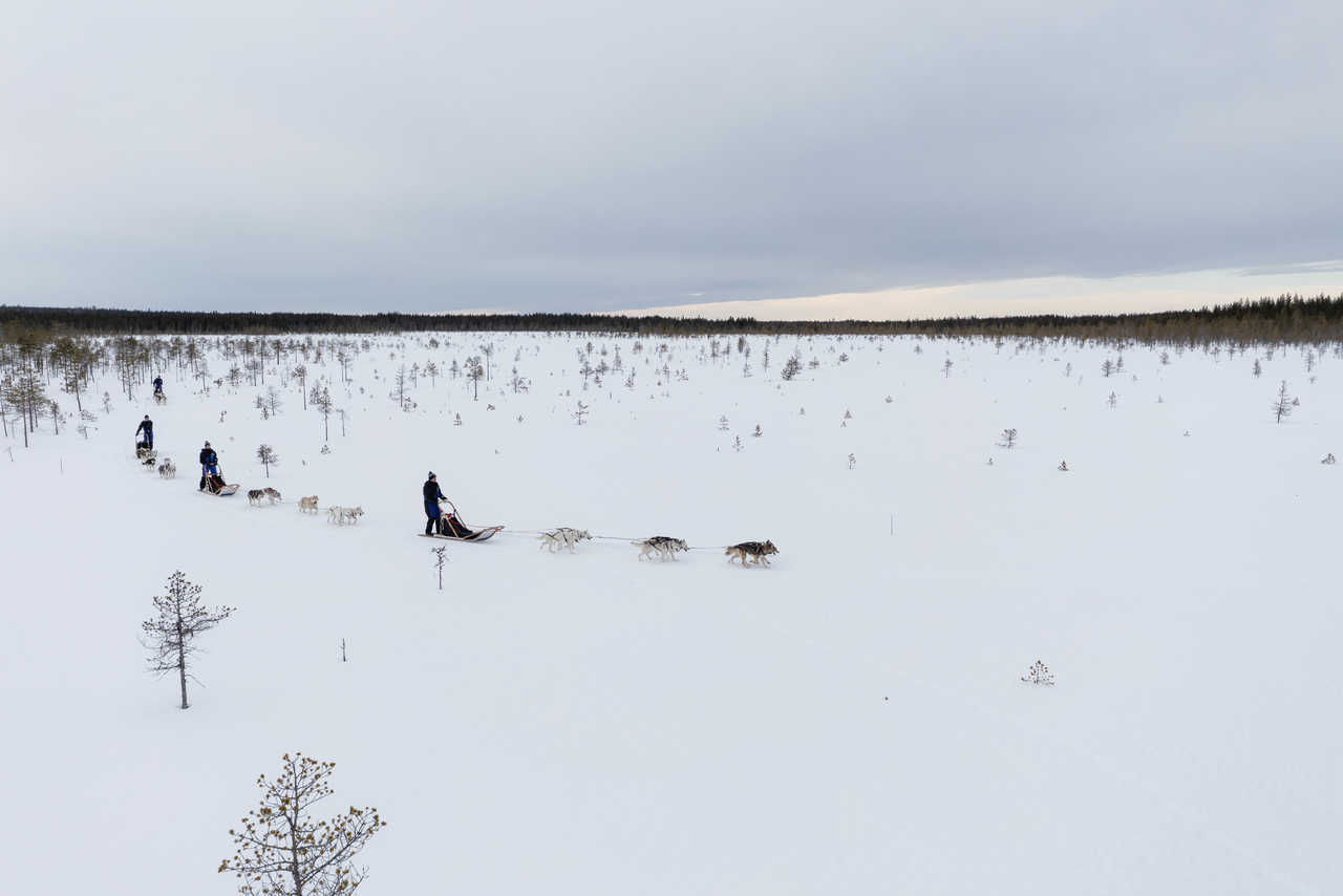 Chien de traineau dans l'immensité enneigée de Saija