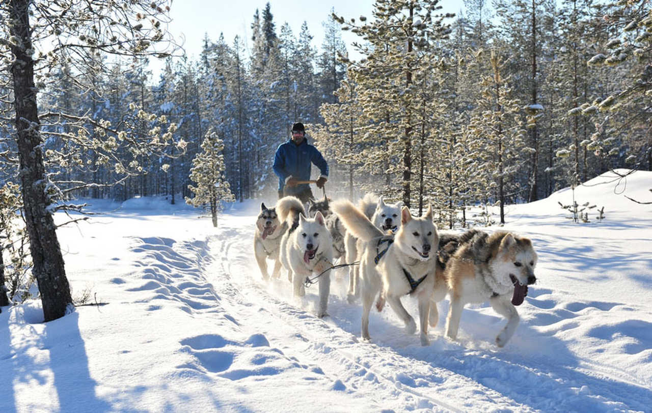 Chien de traineau en Laponie, Finlande