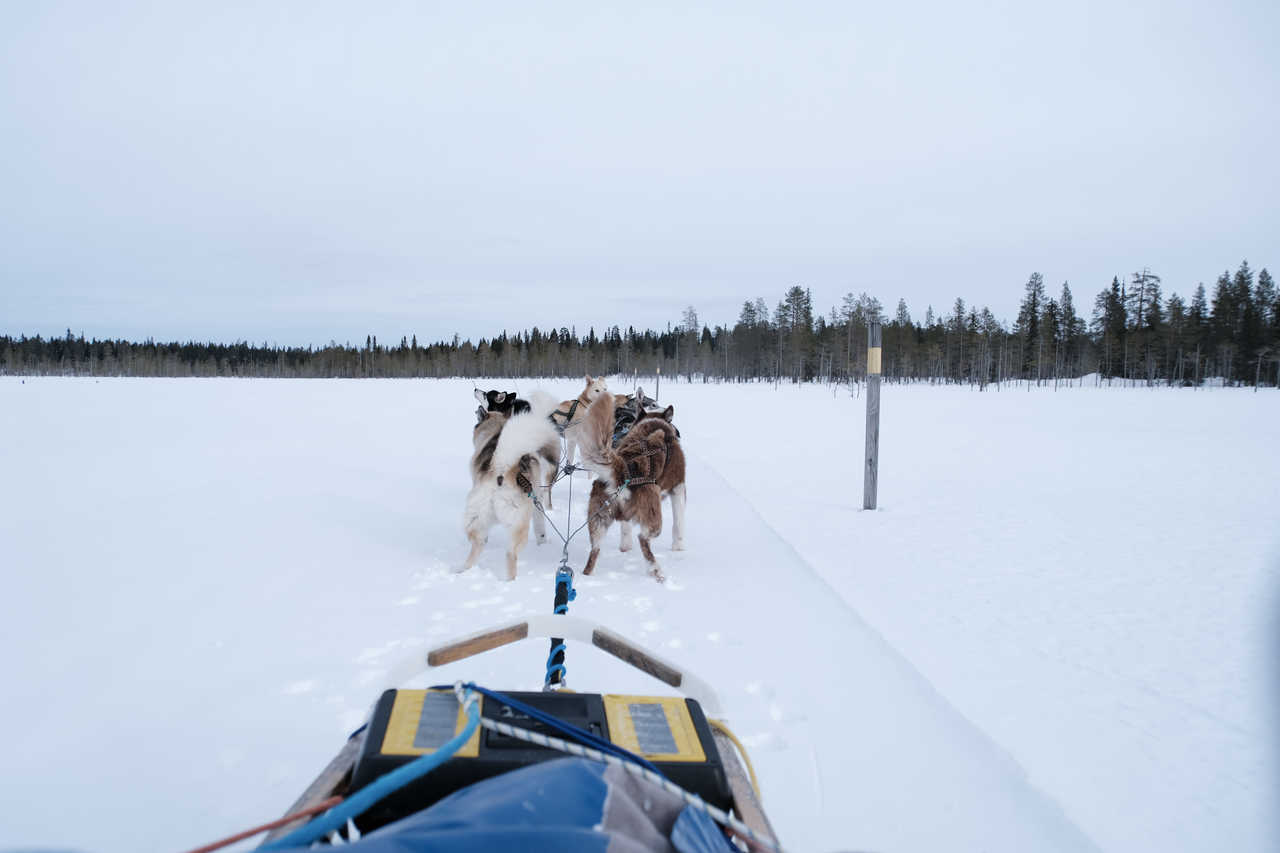 Chien de traineau sur les lacs gelés de Finlande