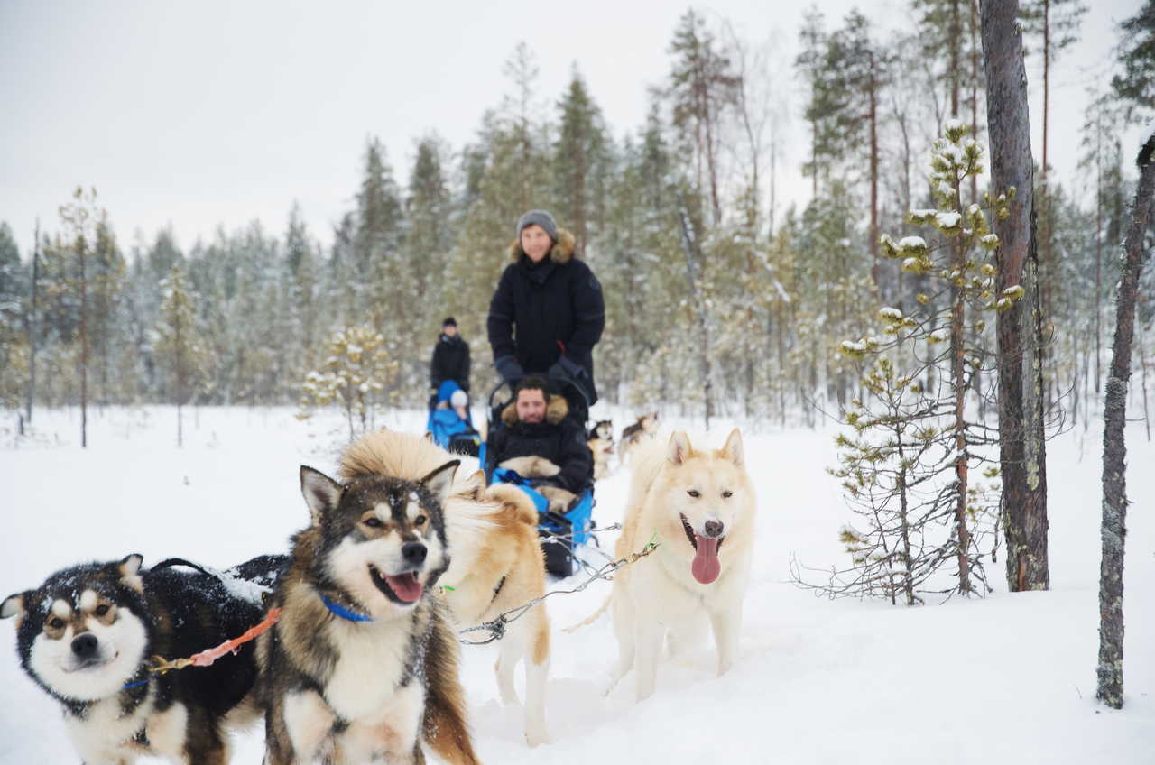 Chiens de traineau Finlande Hossa