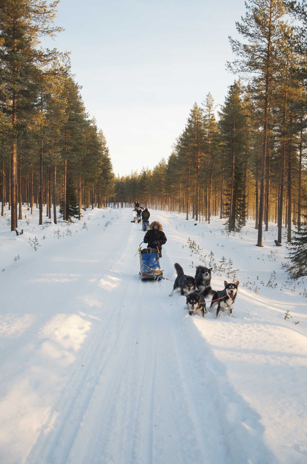 Chiens de traineau Finlande Hossa