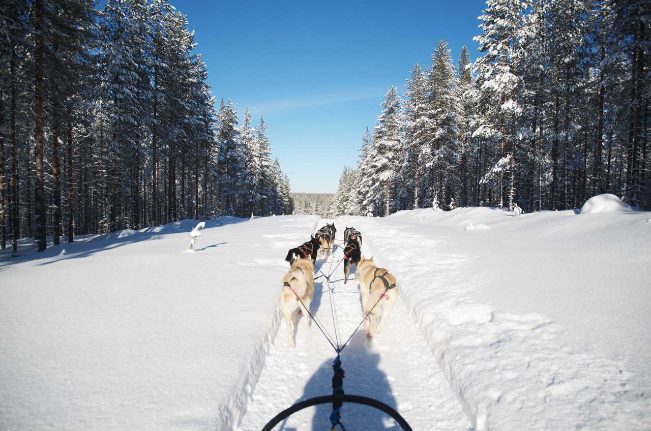 Chiens de traineau Finlande Hossa