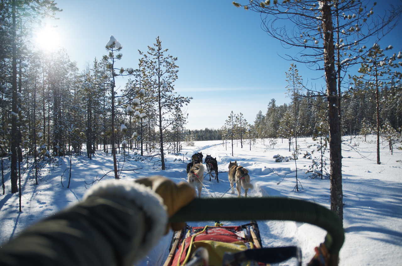 Chiens de traineau Finlande Hossa