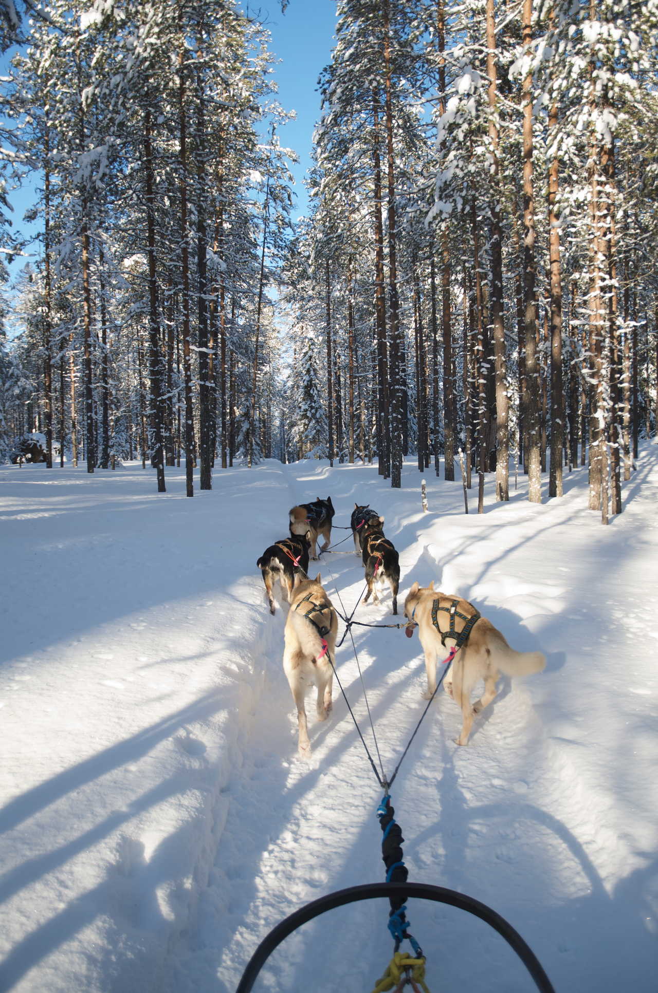 Chiens de traineau Finlande Hossa