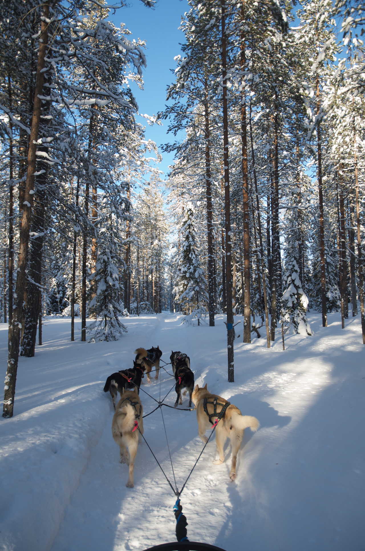 Chiens de traineau Finlande Hossa