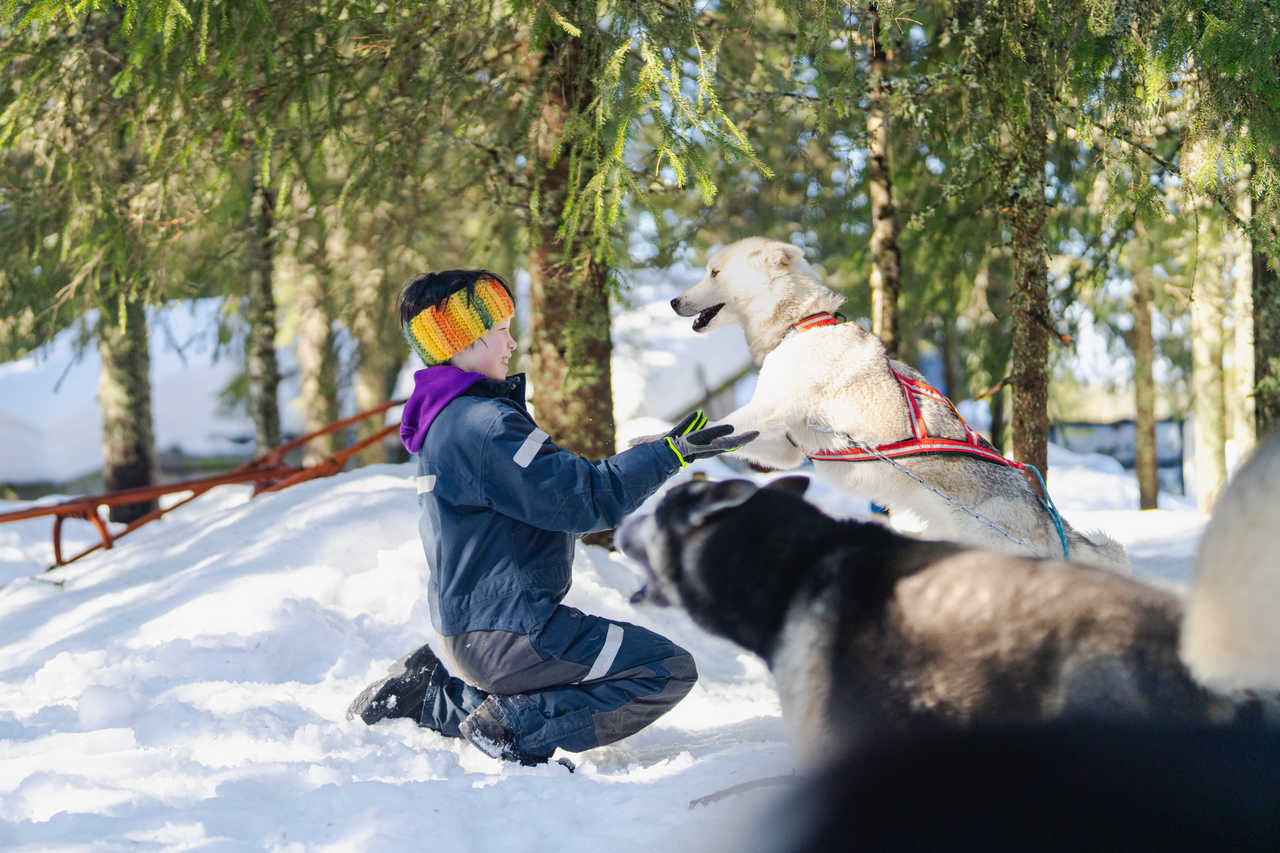 Chiens de traineaux en Laponie suédoise