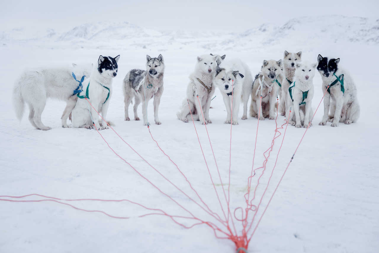 Chiens de traineaux, huskies, Baie de Disko Groenland