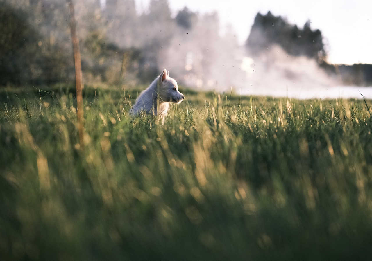 Chiot husky en Finlande