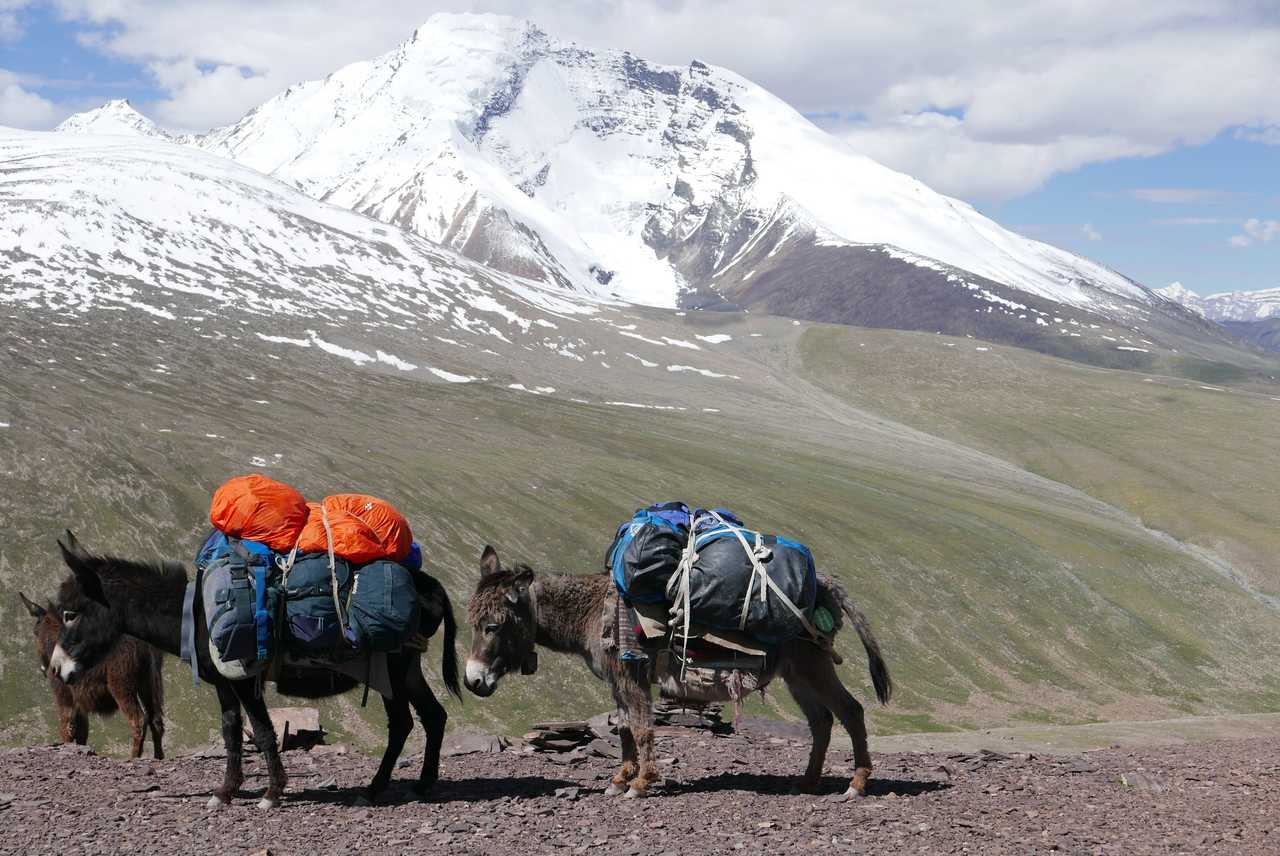 Col de Kongmaru La avec des ânes au Ladakh