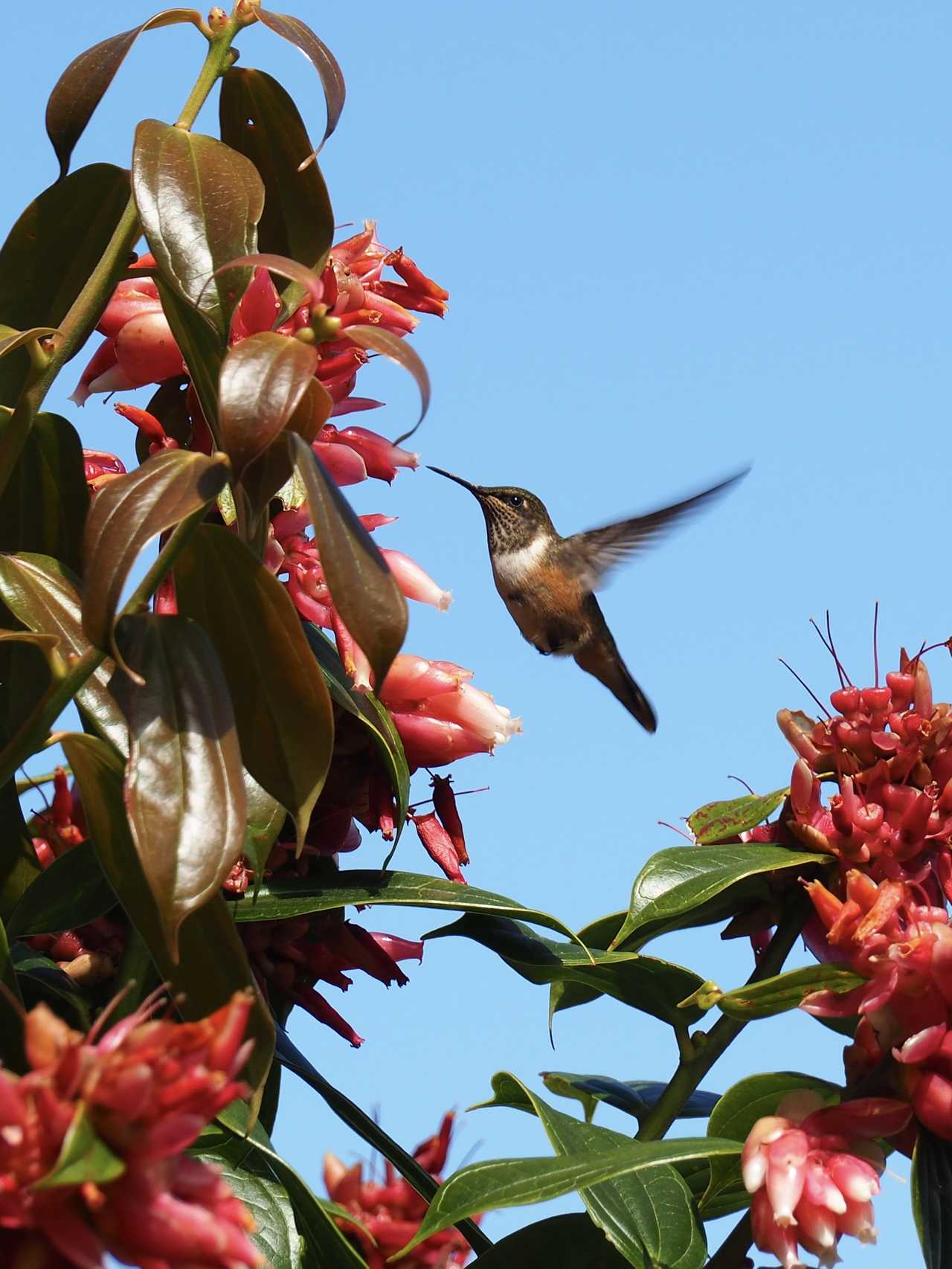 Colibri qui butine au Costa Rica