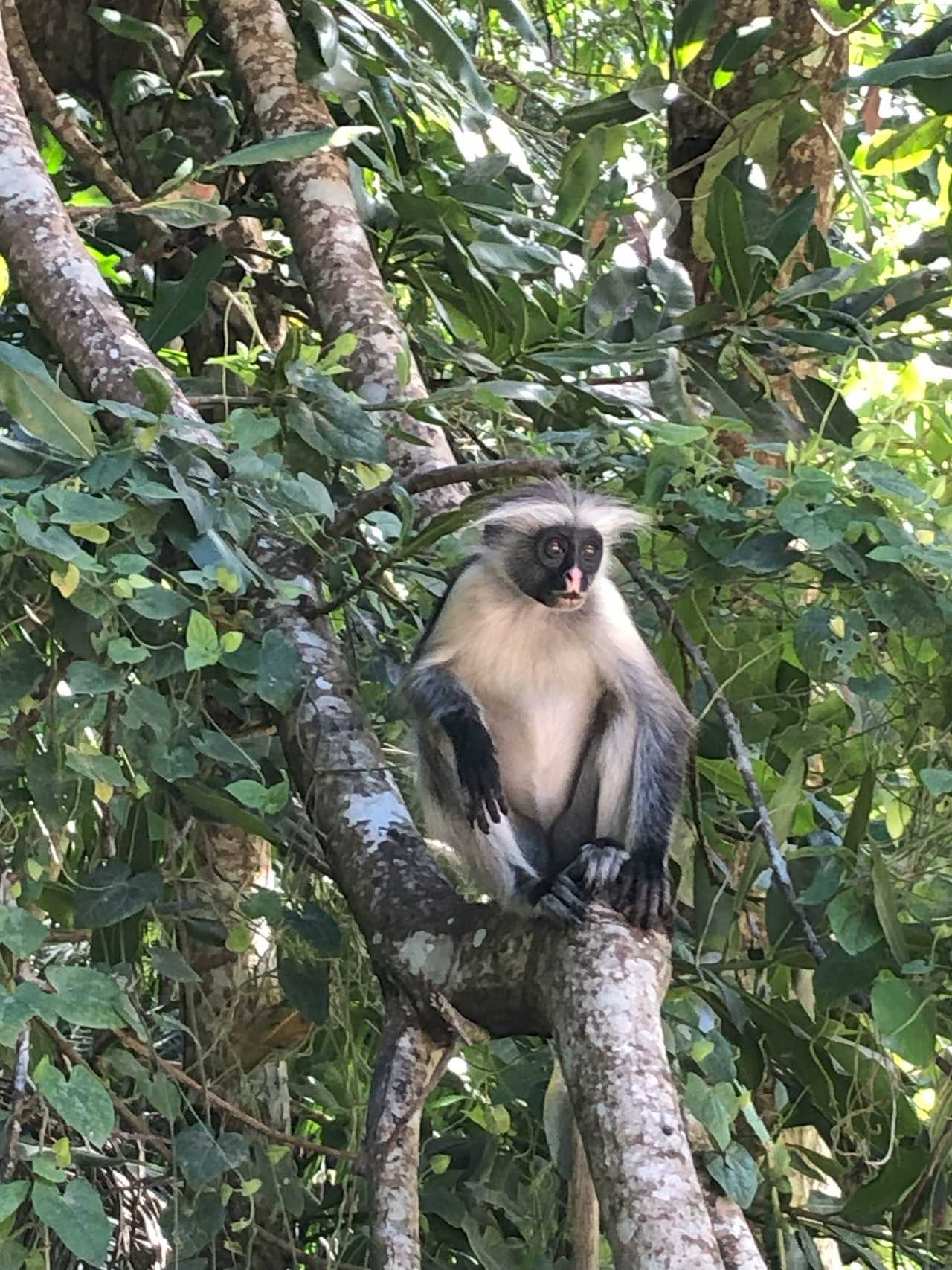 Colobes roux dans un arbre à Zanzibar