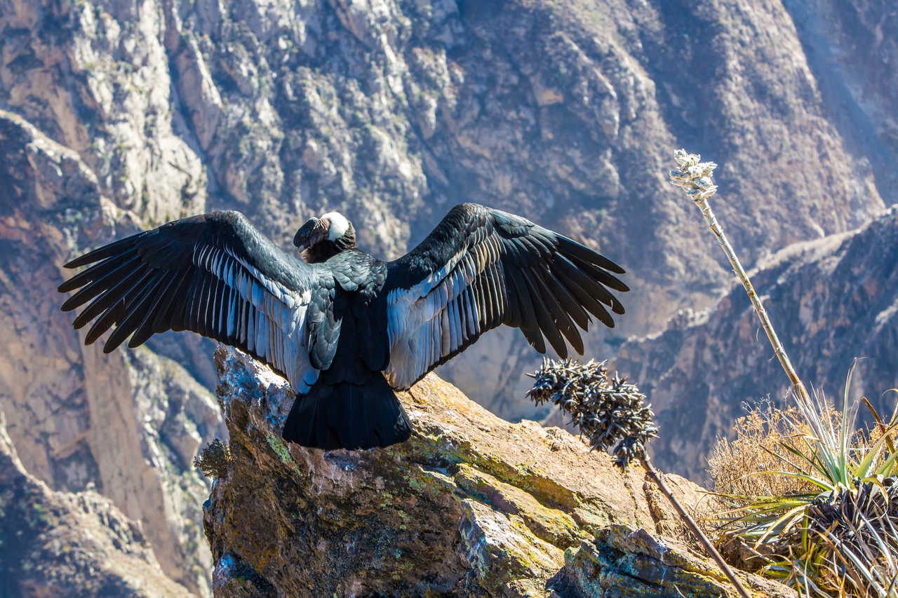Condor des Andes sur les crêtes du Canyon de Colca, Pérou