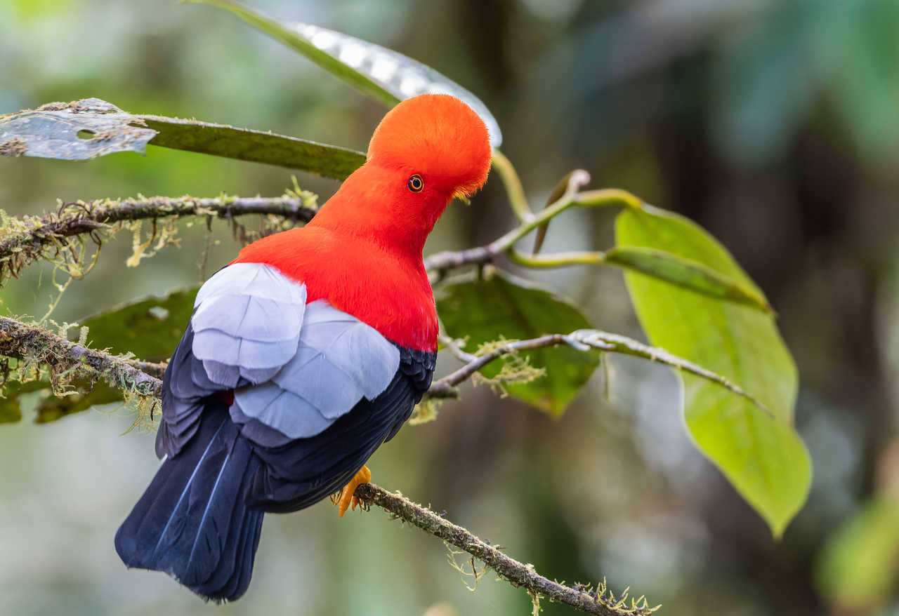 Coq-de-roche des Andes posé sur une branche dans la région de Mindo, à l'ouest de Quito en Équateur