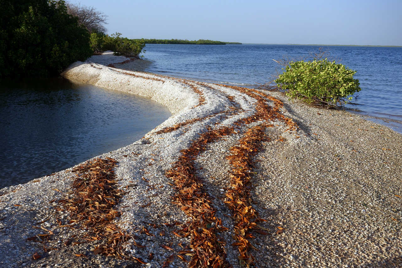 Coquillages sur une île du parc national du Sine Saloum