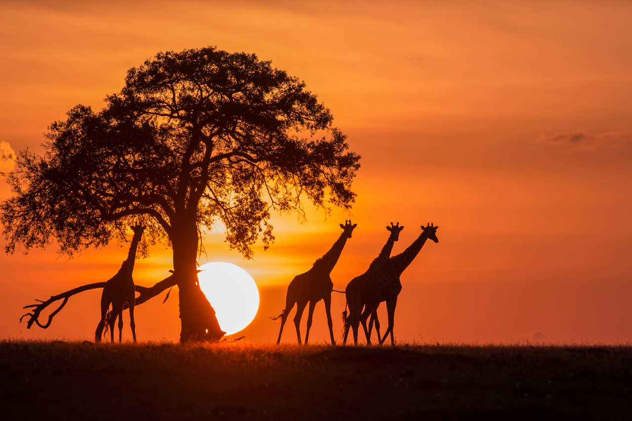 Coucher de soleil Okavango Moremi Botswana Girafe