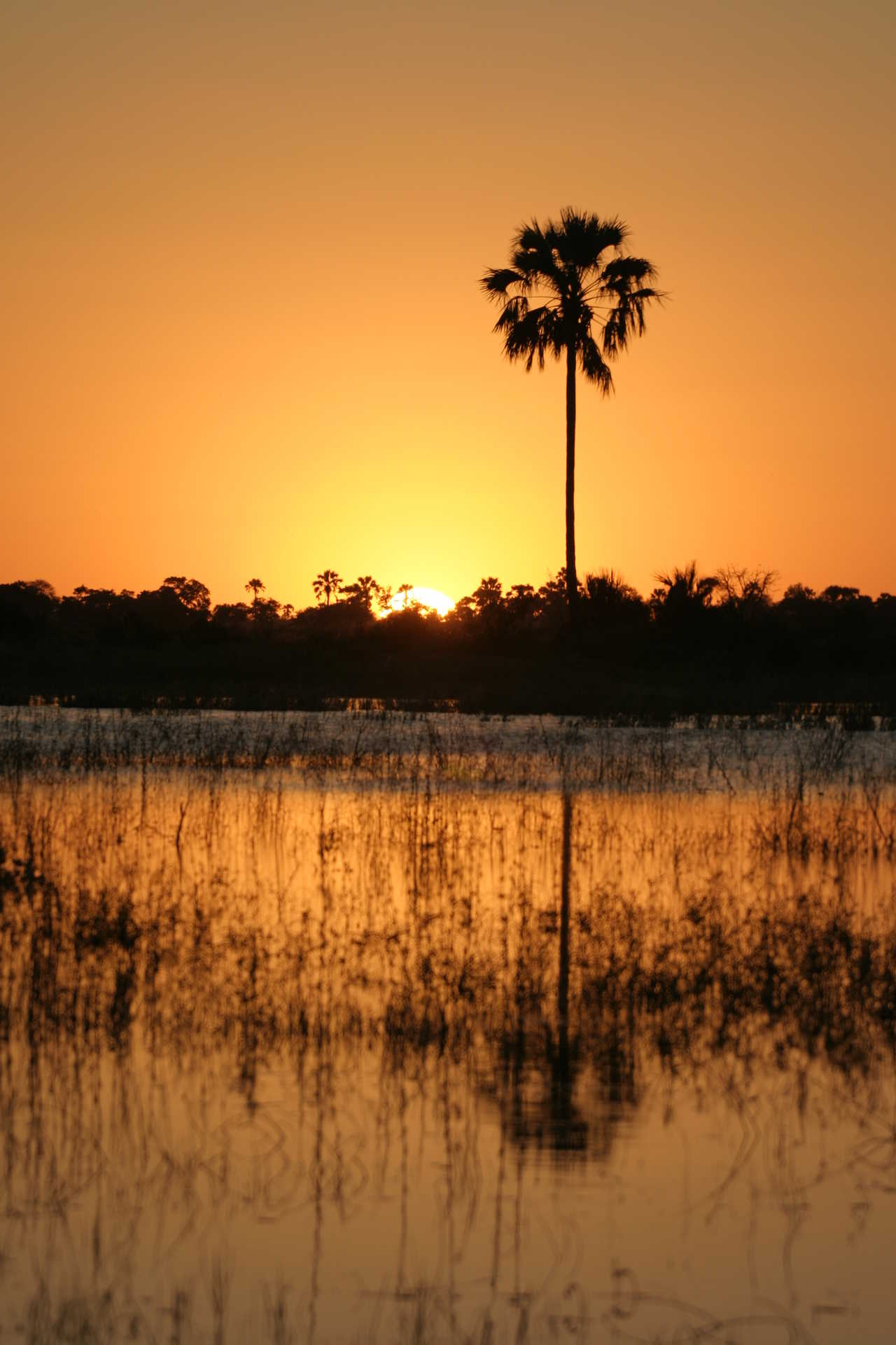 Coucher de soleil sur un palmier dans le delta de l'Okavango