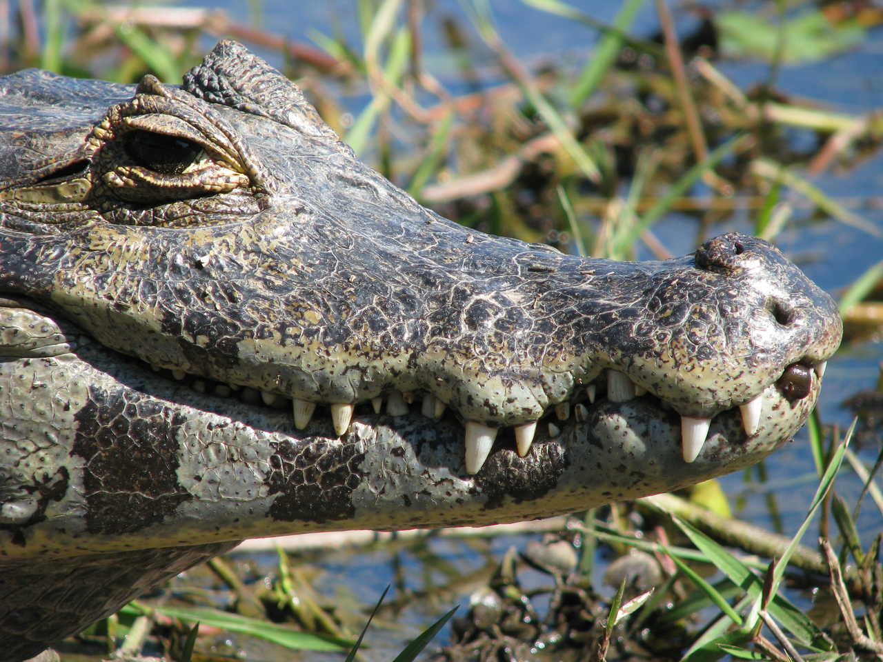 Crocodile au Pantanal