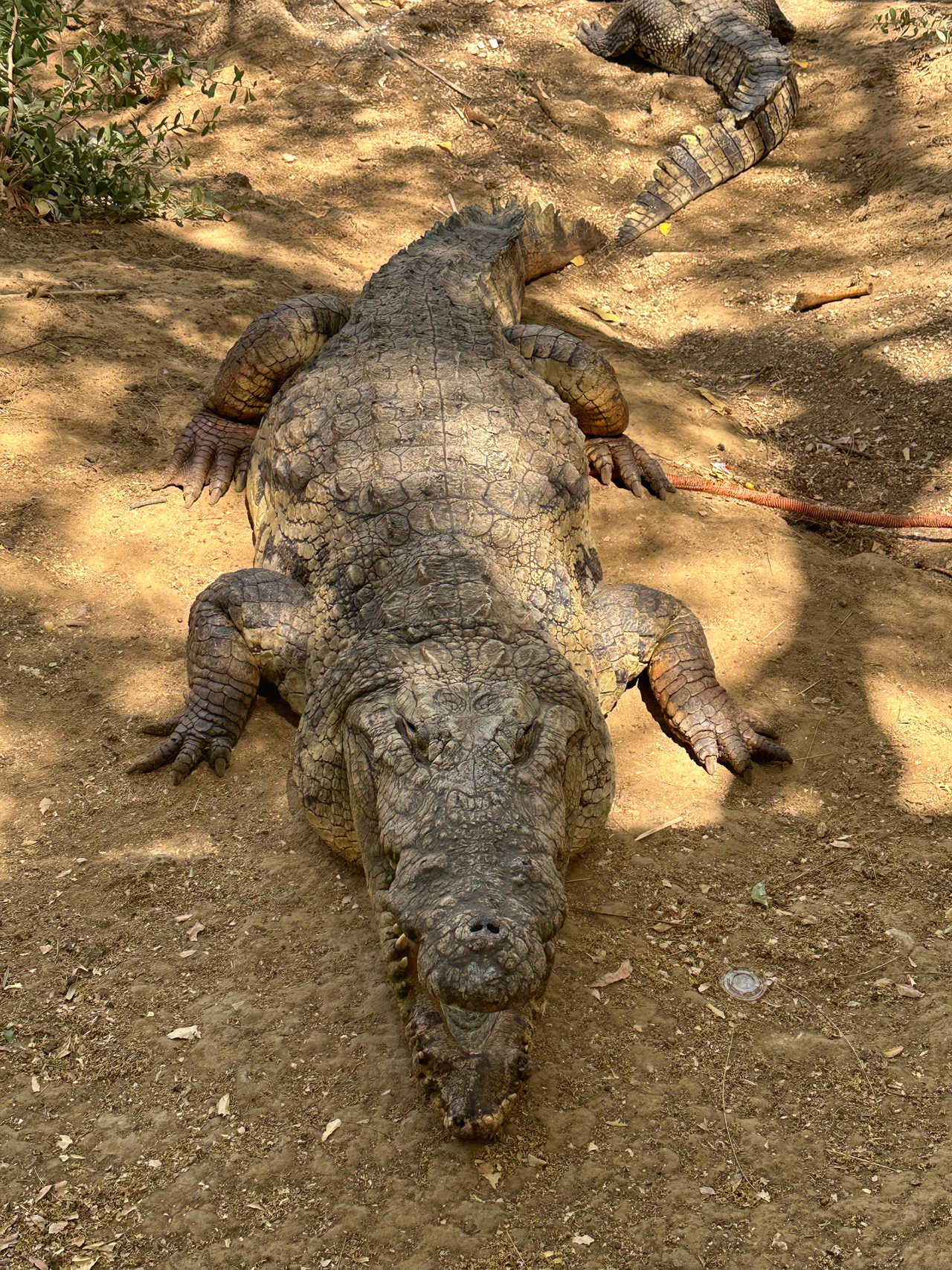 Crocodile dans la réserve de Bandia au Sénégal