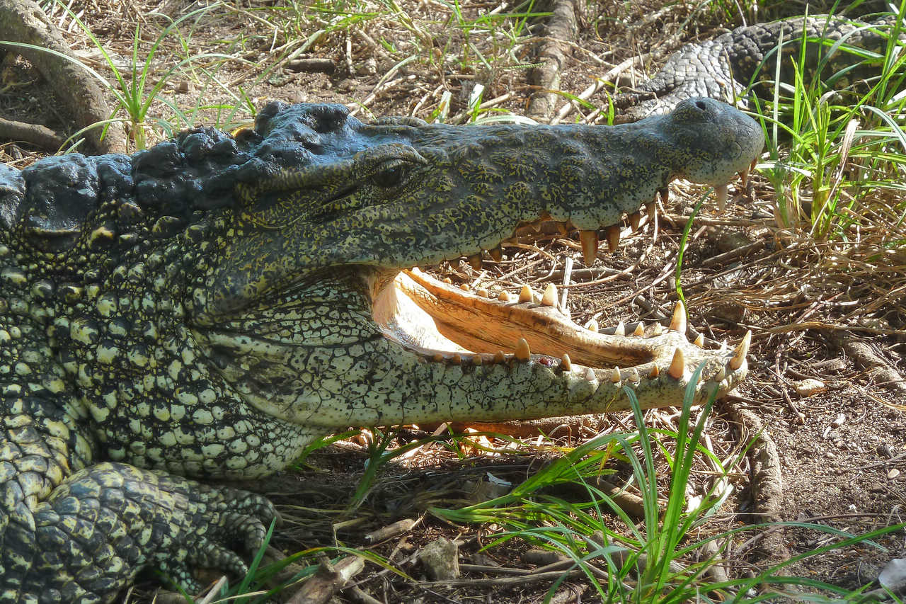 Crocodile de Cuba
