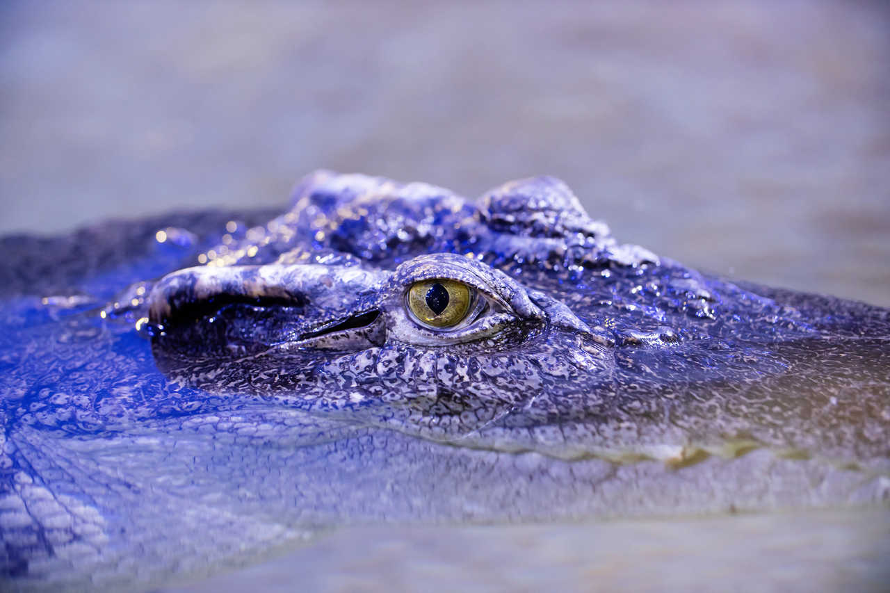Crocodile siamois en Birmanie