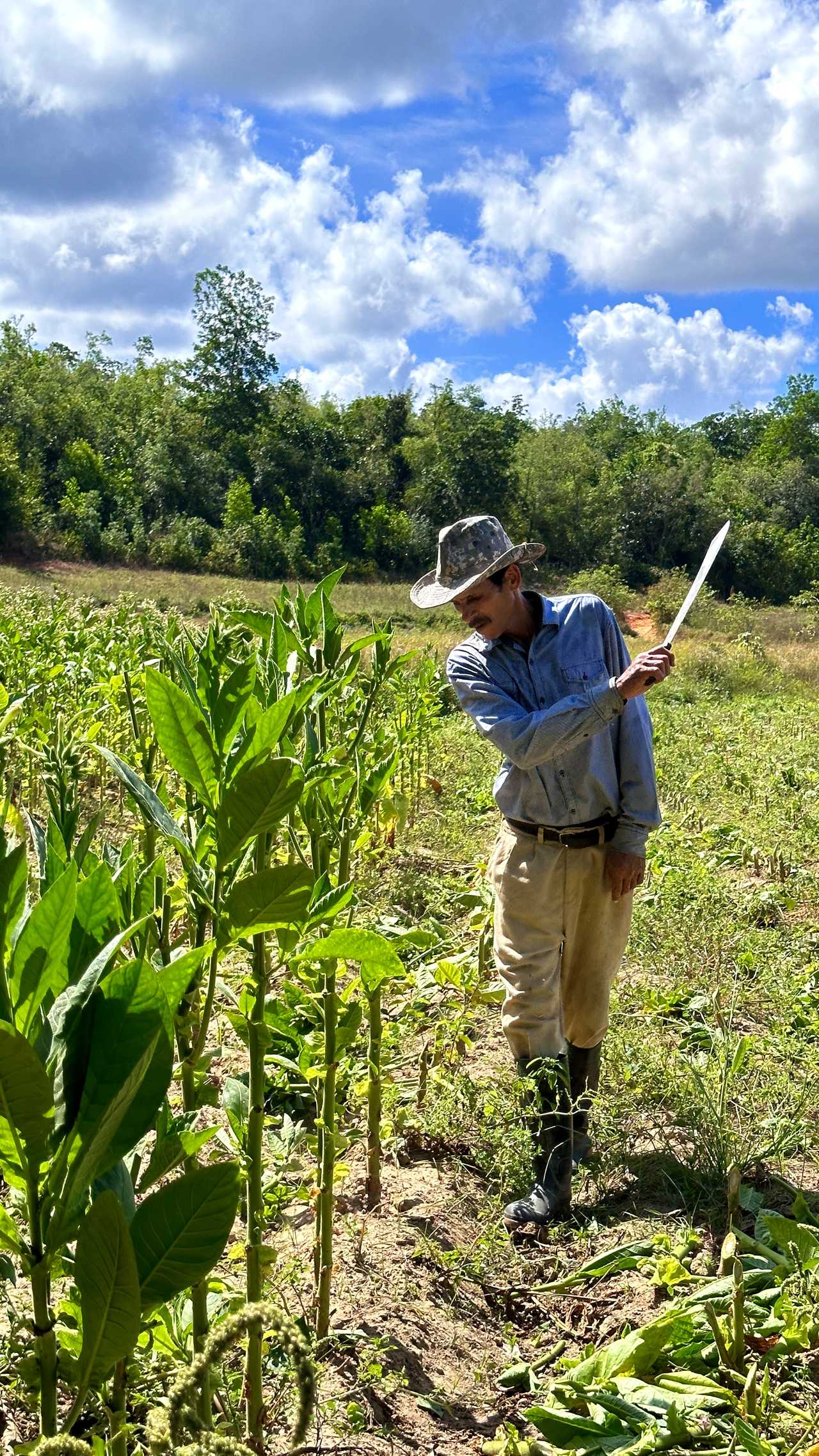 Cubain qui travaille à Viñales à Cuba