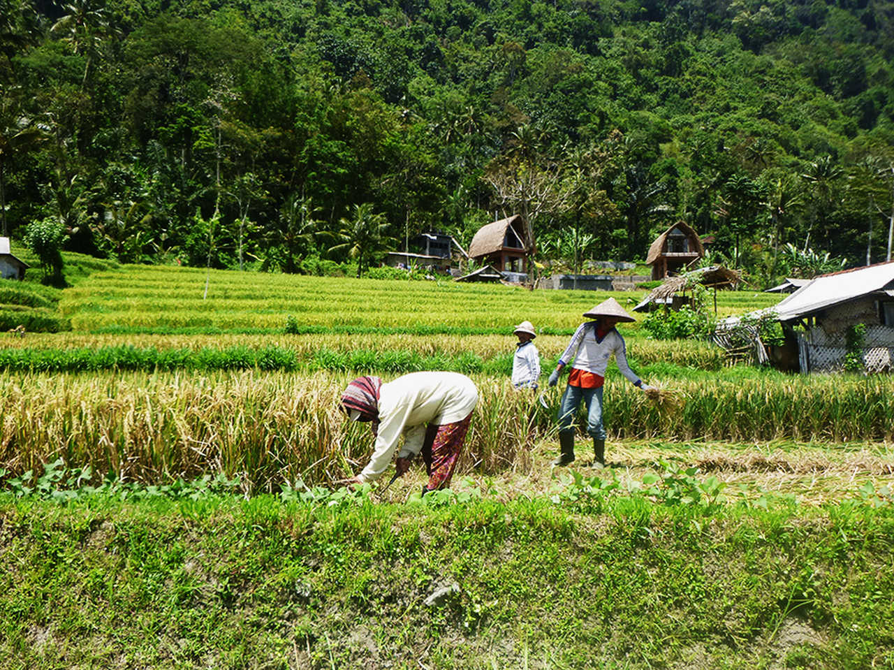 Indonésiens cueillant le riz