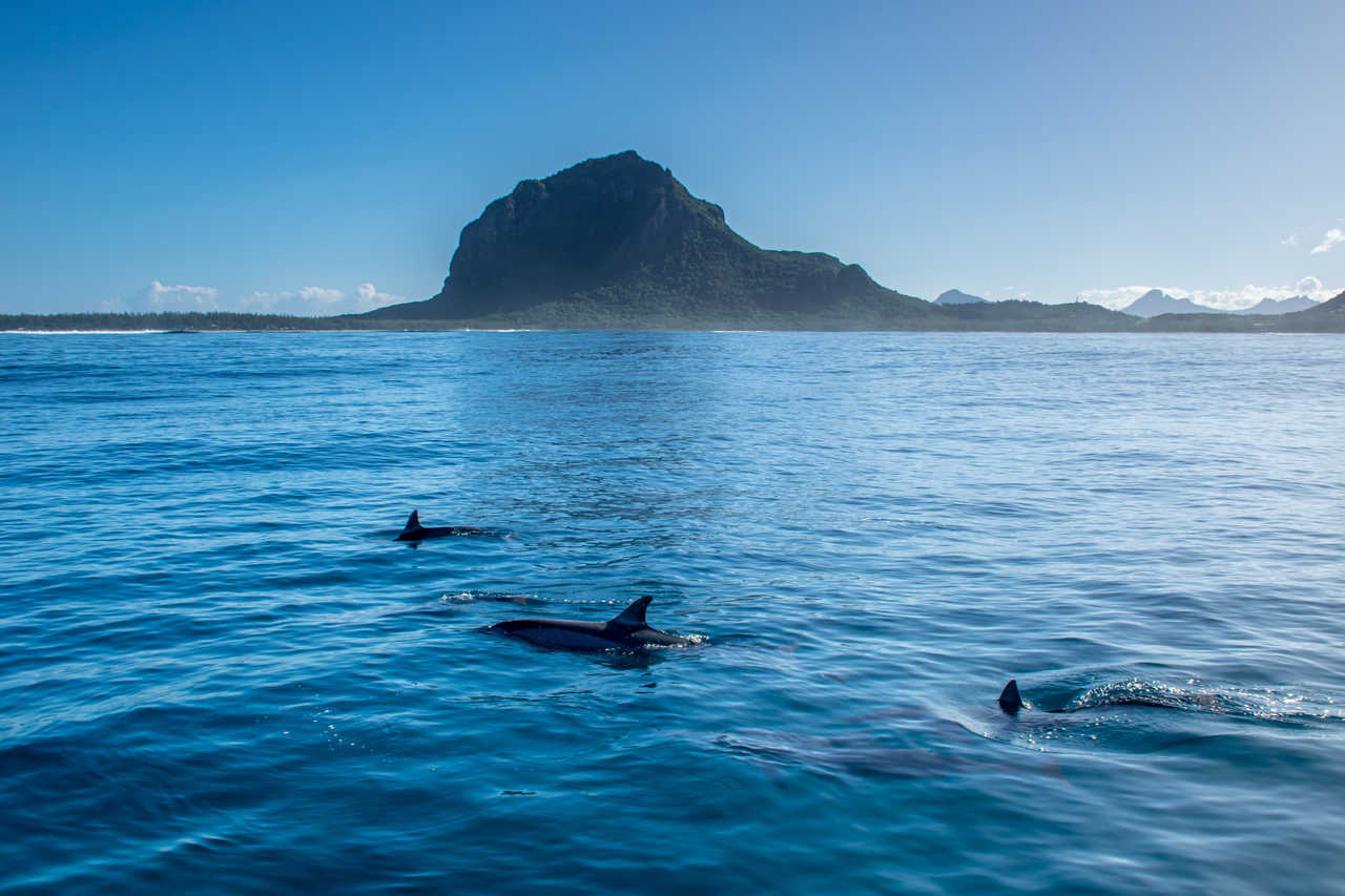 dauphins à long bec nageant près du Morne, île Maurice