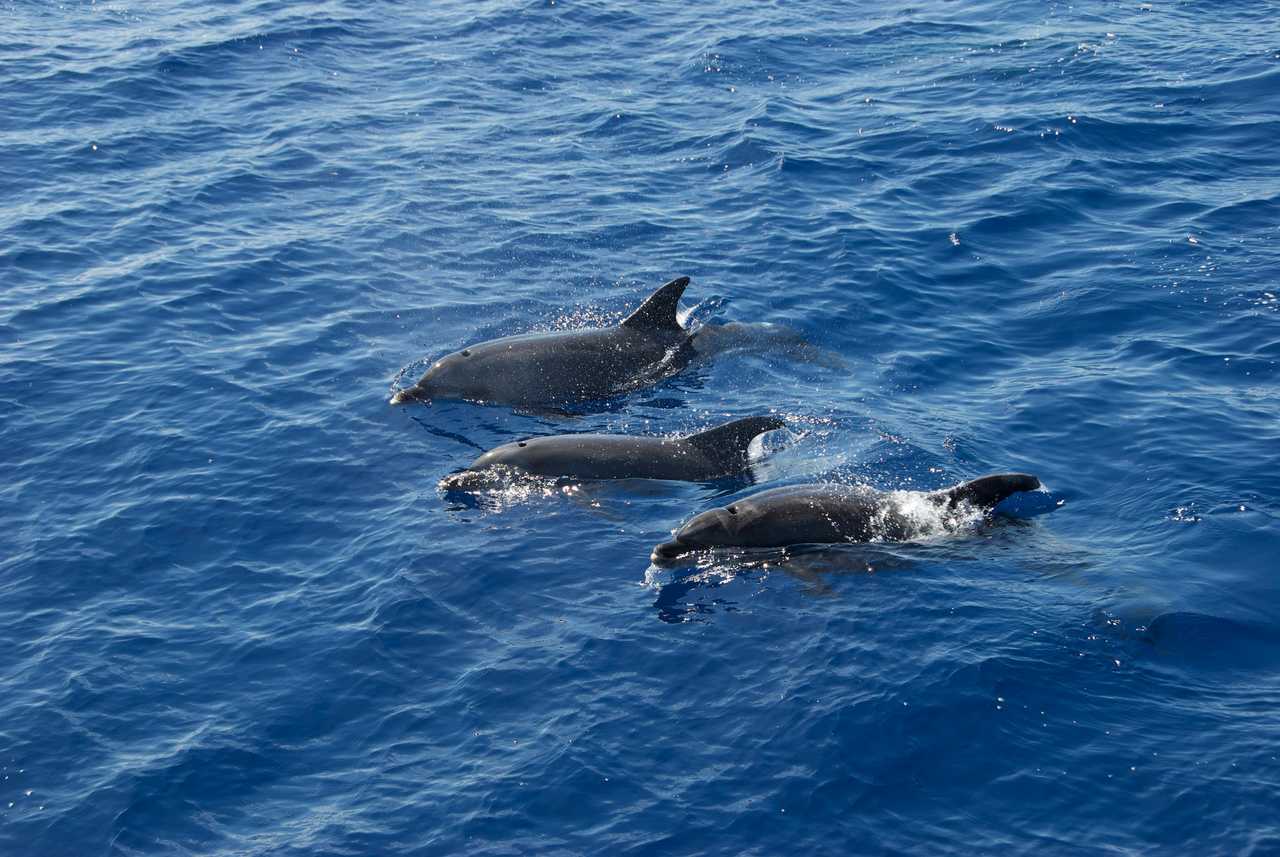 Dauphins en mer