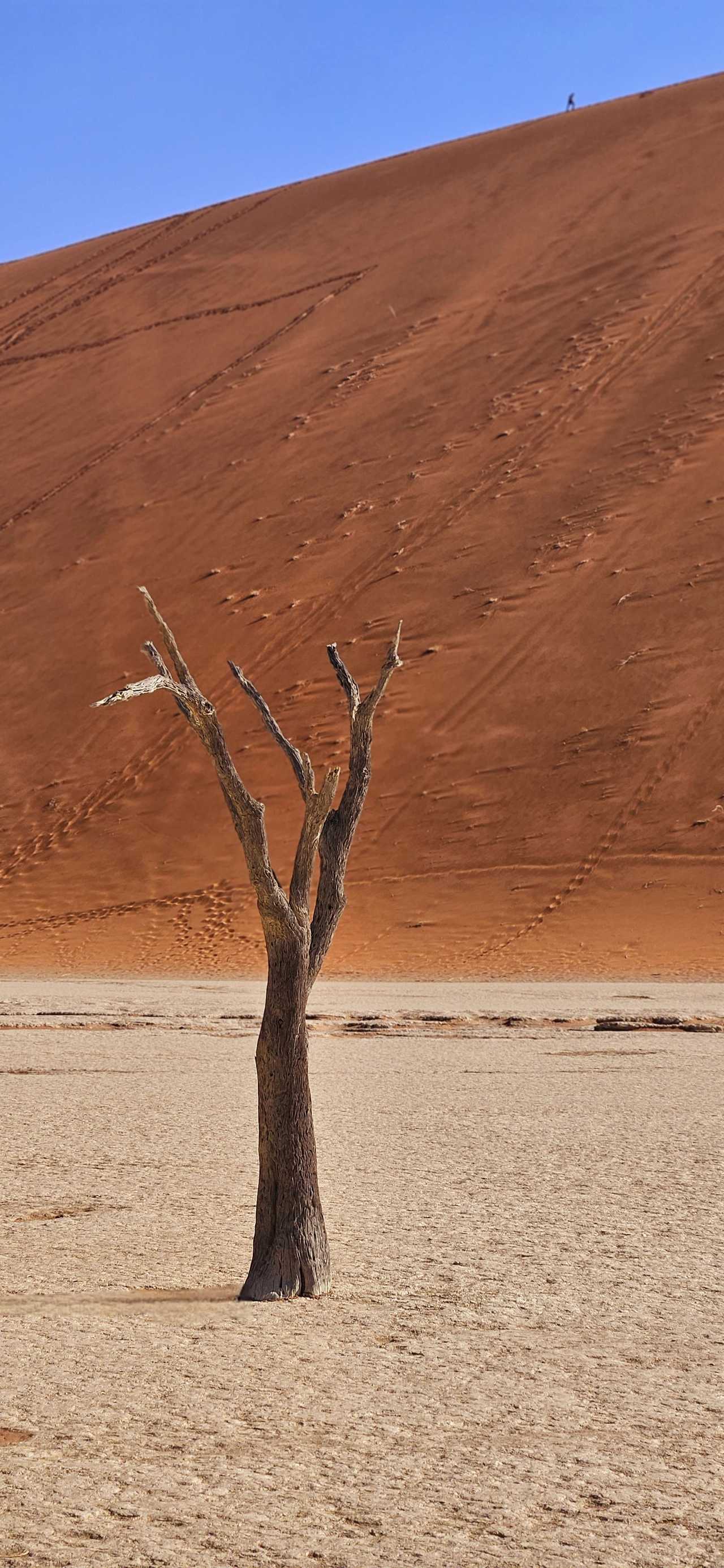 Dead Vlei en Namibie
