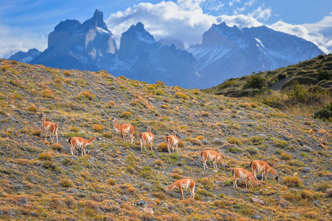 Des guanacos dans le Parc National Torres del Paine, en Patagonie chilienne, Chili