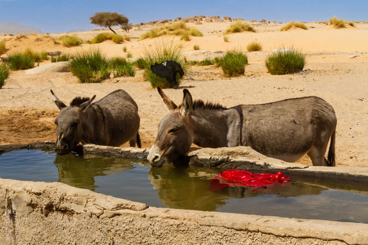 deux anes qui boivent de l'eau dans le désert du Sahara en Algérie