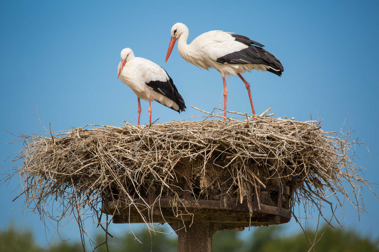 deux cigognes blanches dans leur nid