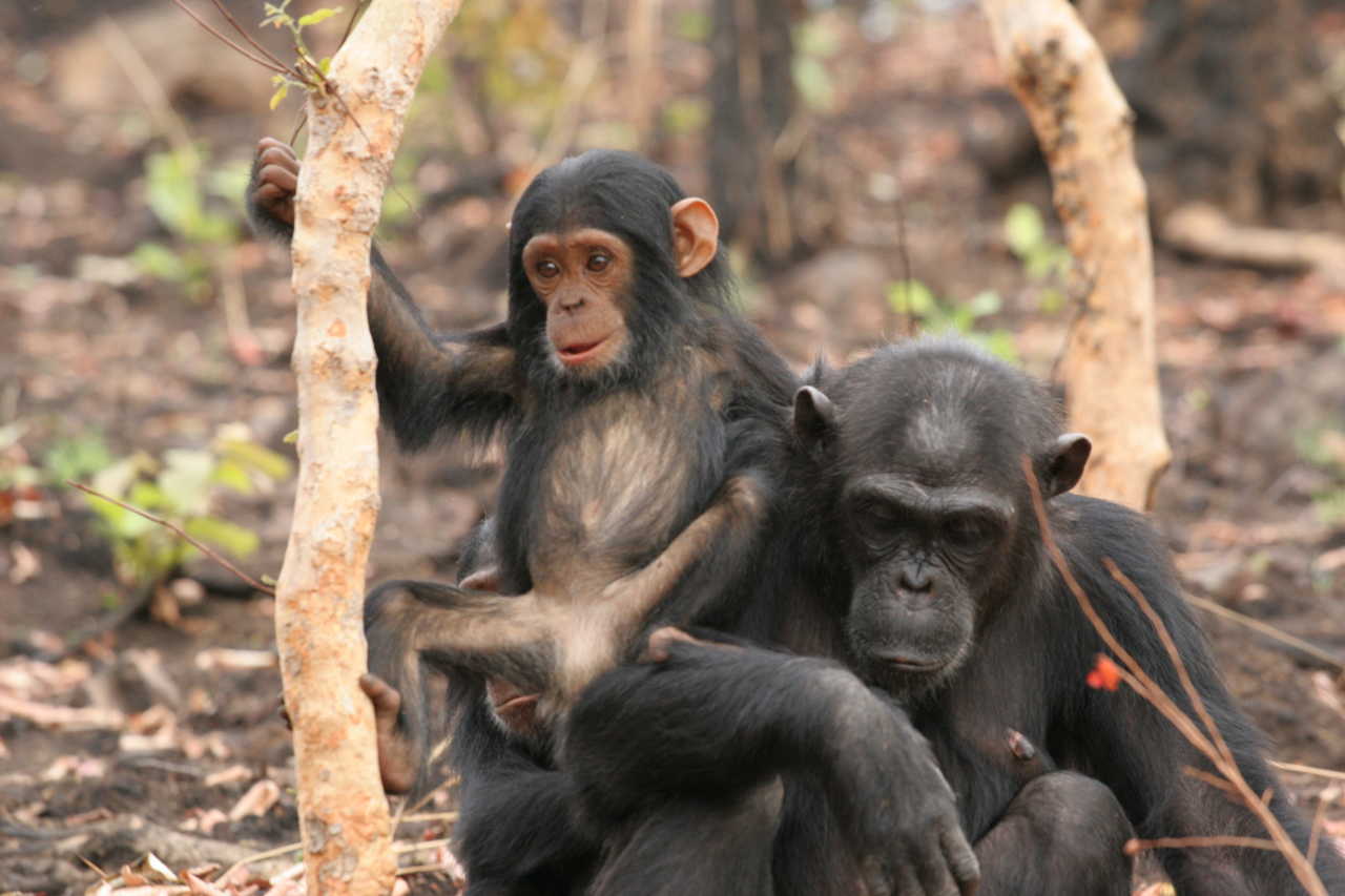 Deux singes dans un parc naturel en Tanzanie