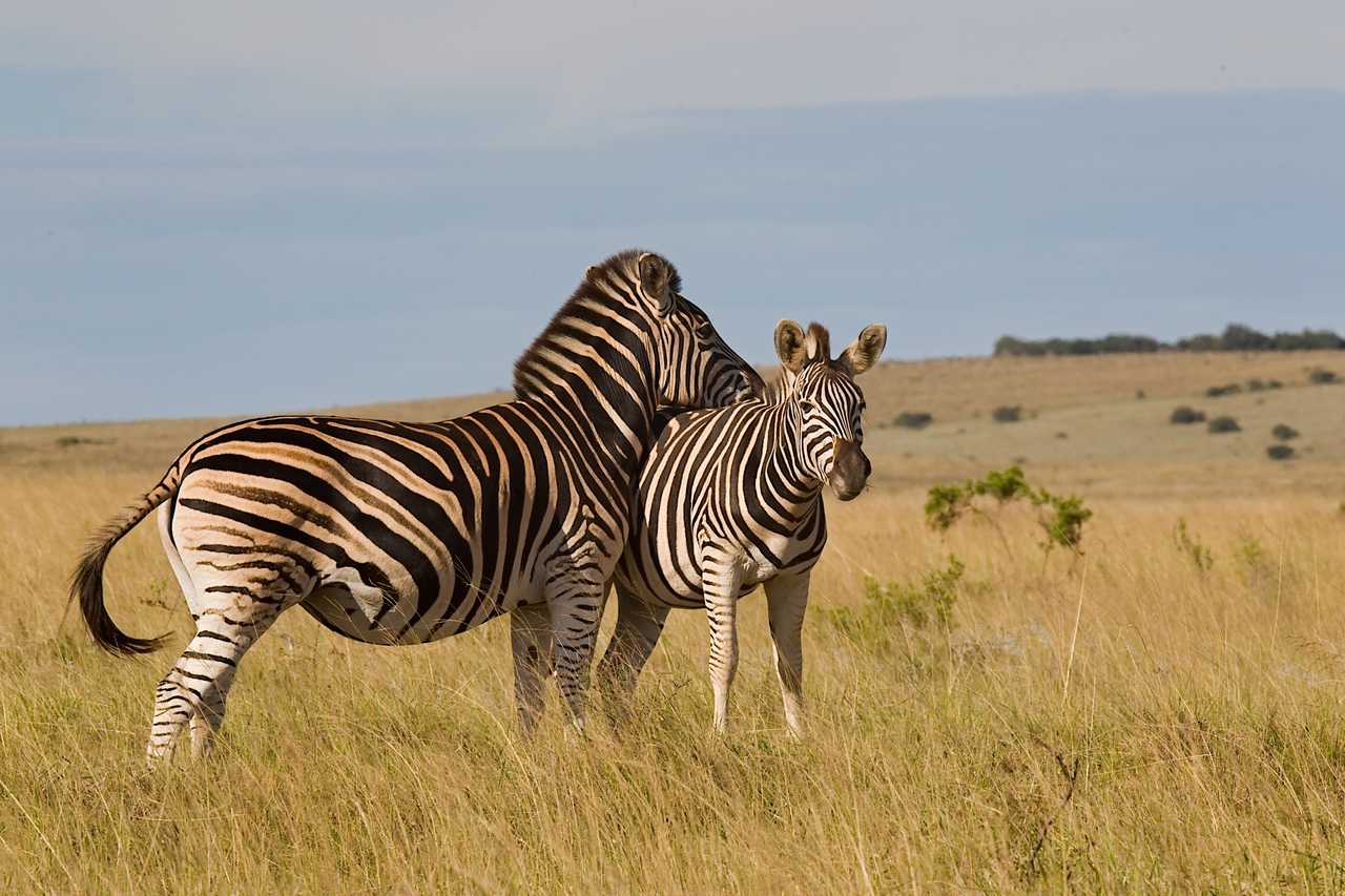 Deux zèbres de Burchell au Kenya