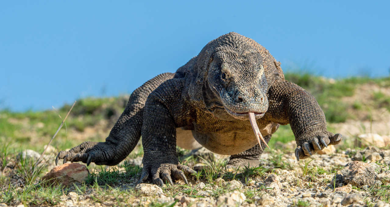 Dragon de Komodo sur l'île de Komodo