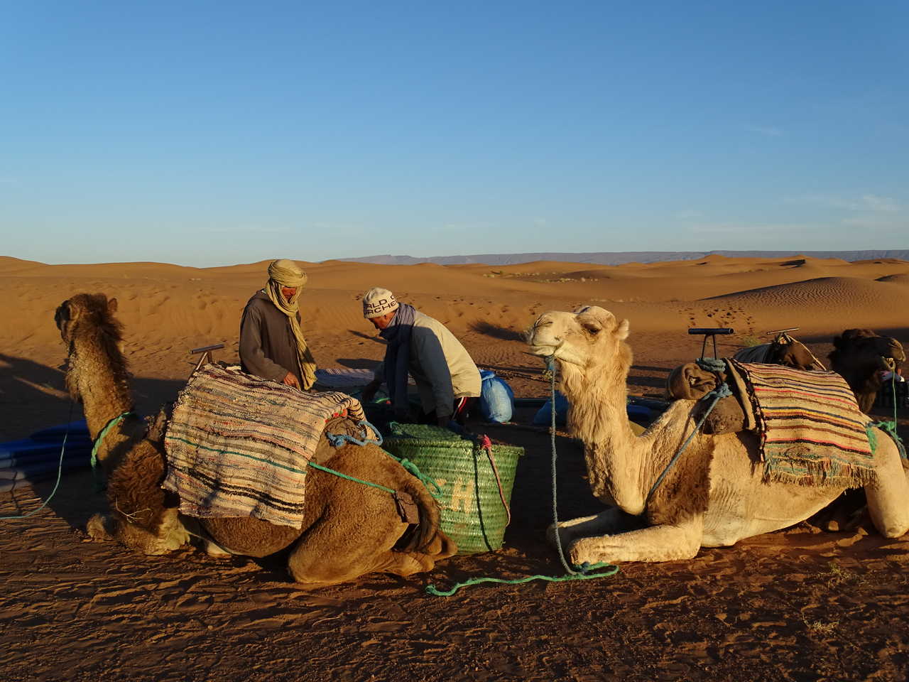 Dromadaire chamelier au Maroc