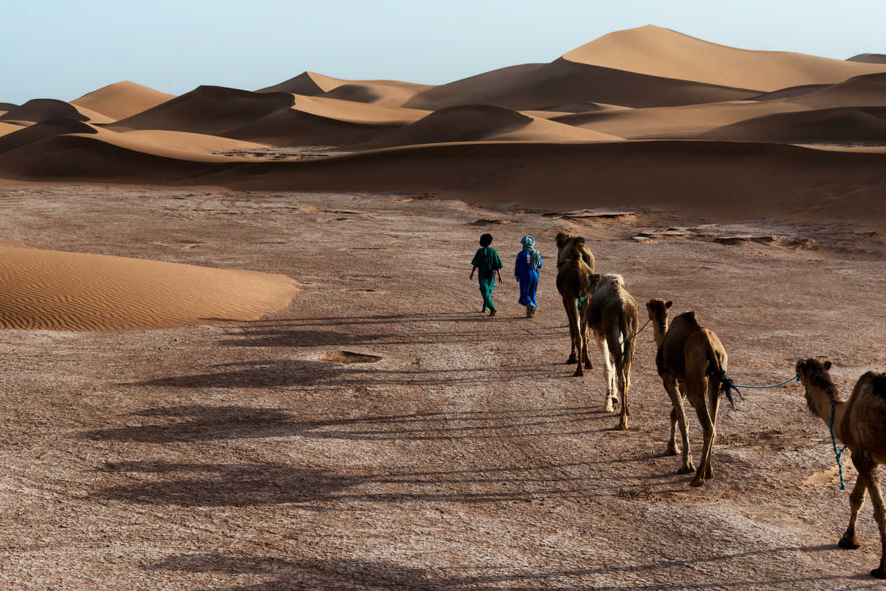 Dromadaires au Maroc