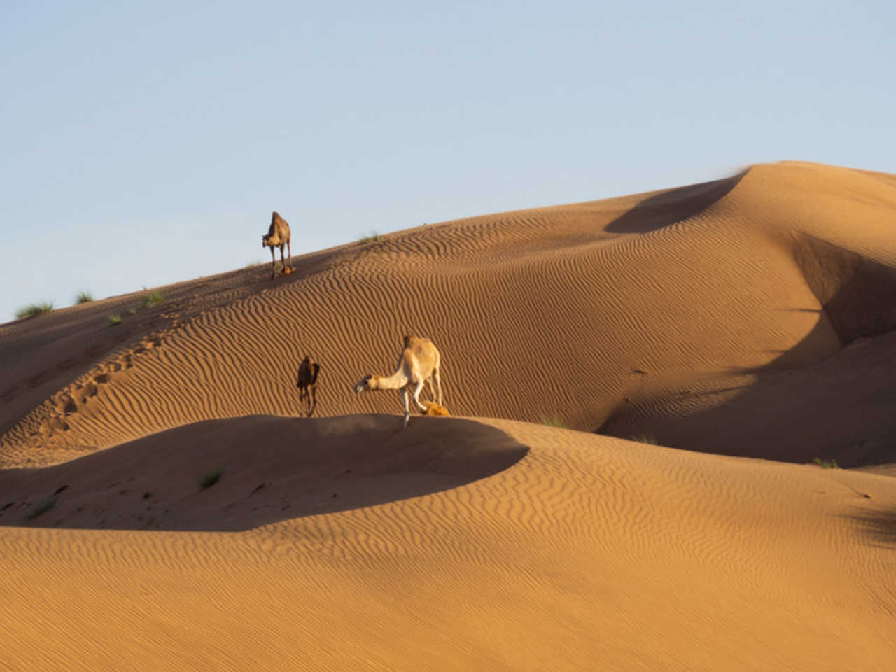 Dromadaires dans le désert des Wahiba
