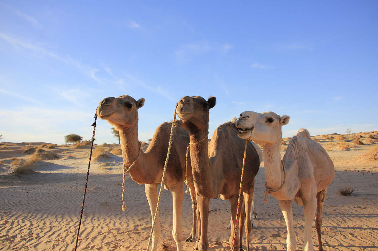 Dromadaires dans les dunes de l'Erg Ouarane en Mauritanie