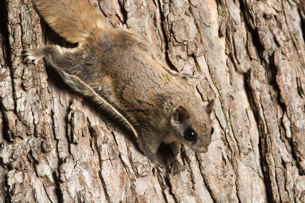 Écureuil volant sur un arbre
