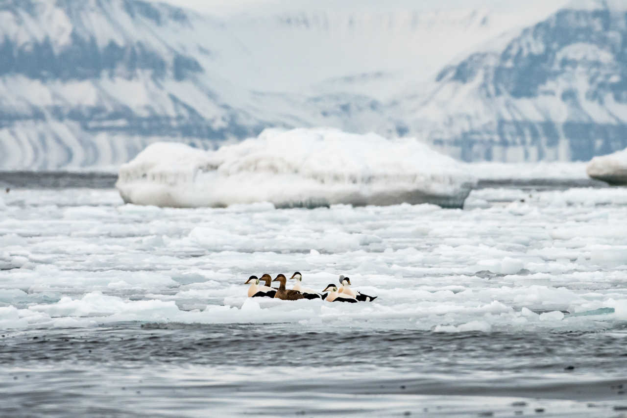Eider à Duvet au Spitzberg