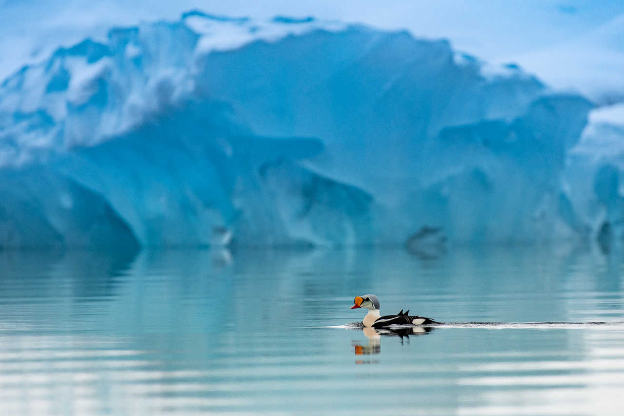 Eider à tête grise