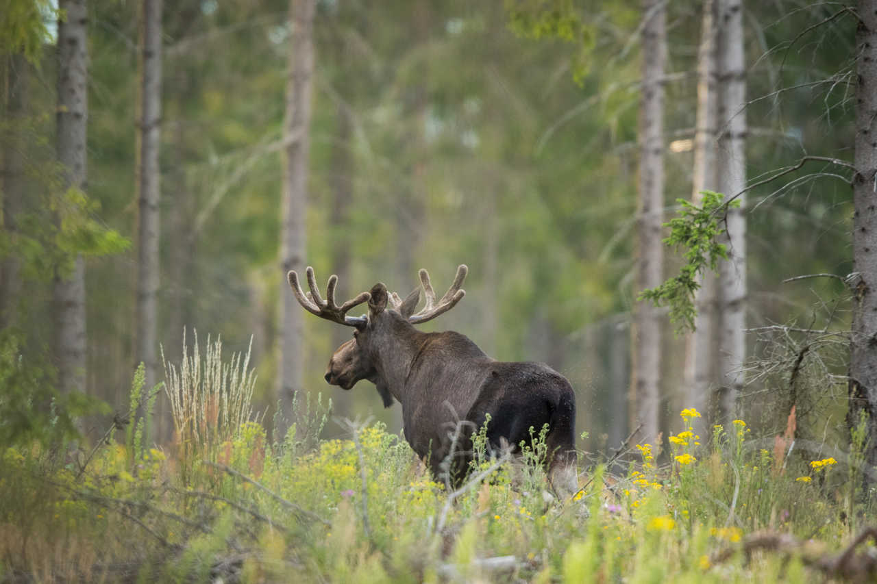 Elan dans les forêts du Sud en Suède