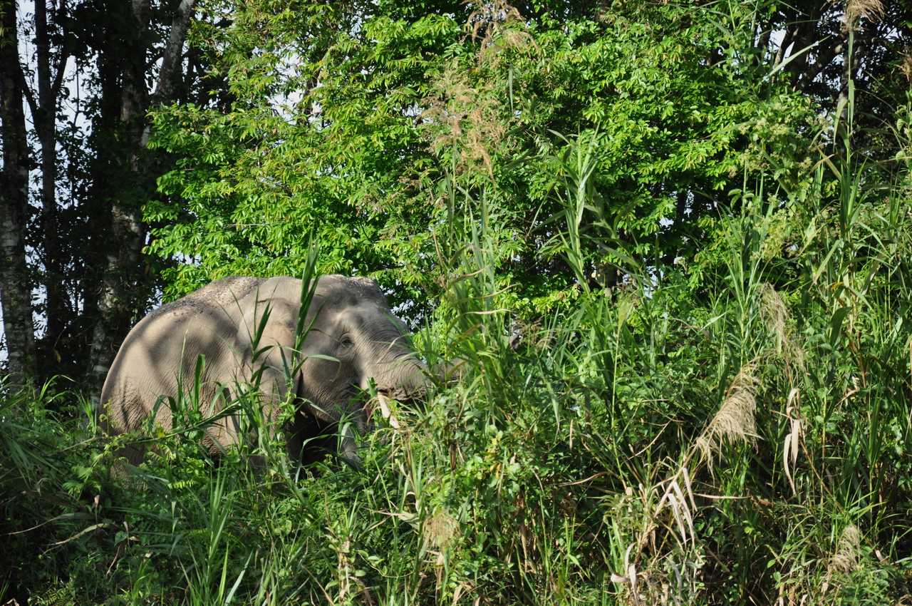 Elephant à Ulumudah