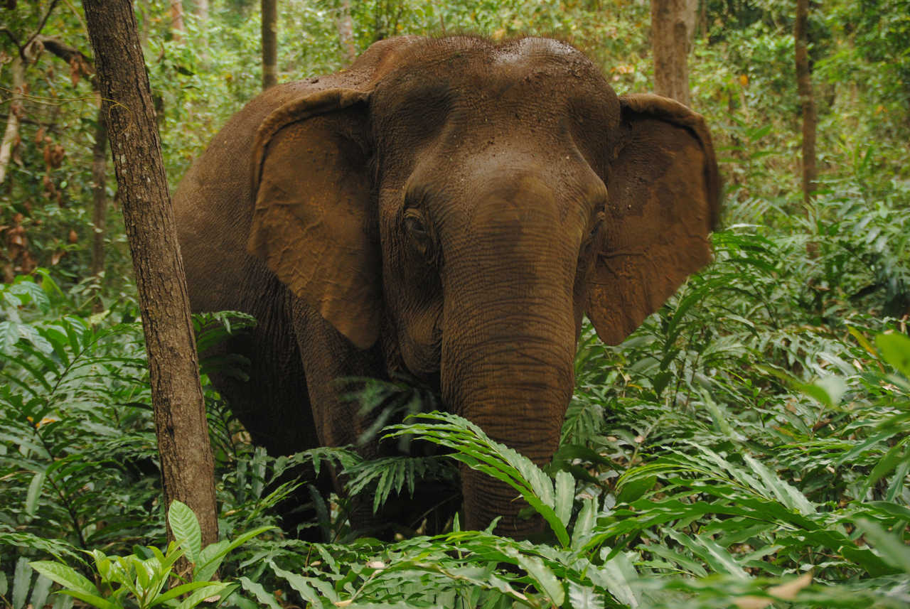 Elephant dans la forêt primaire du Mondolkiri