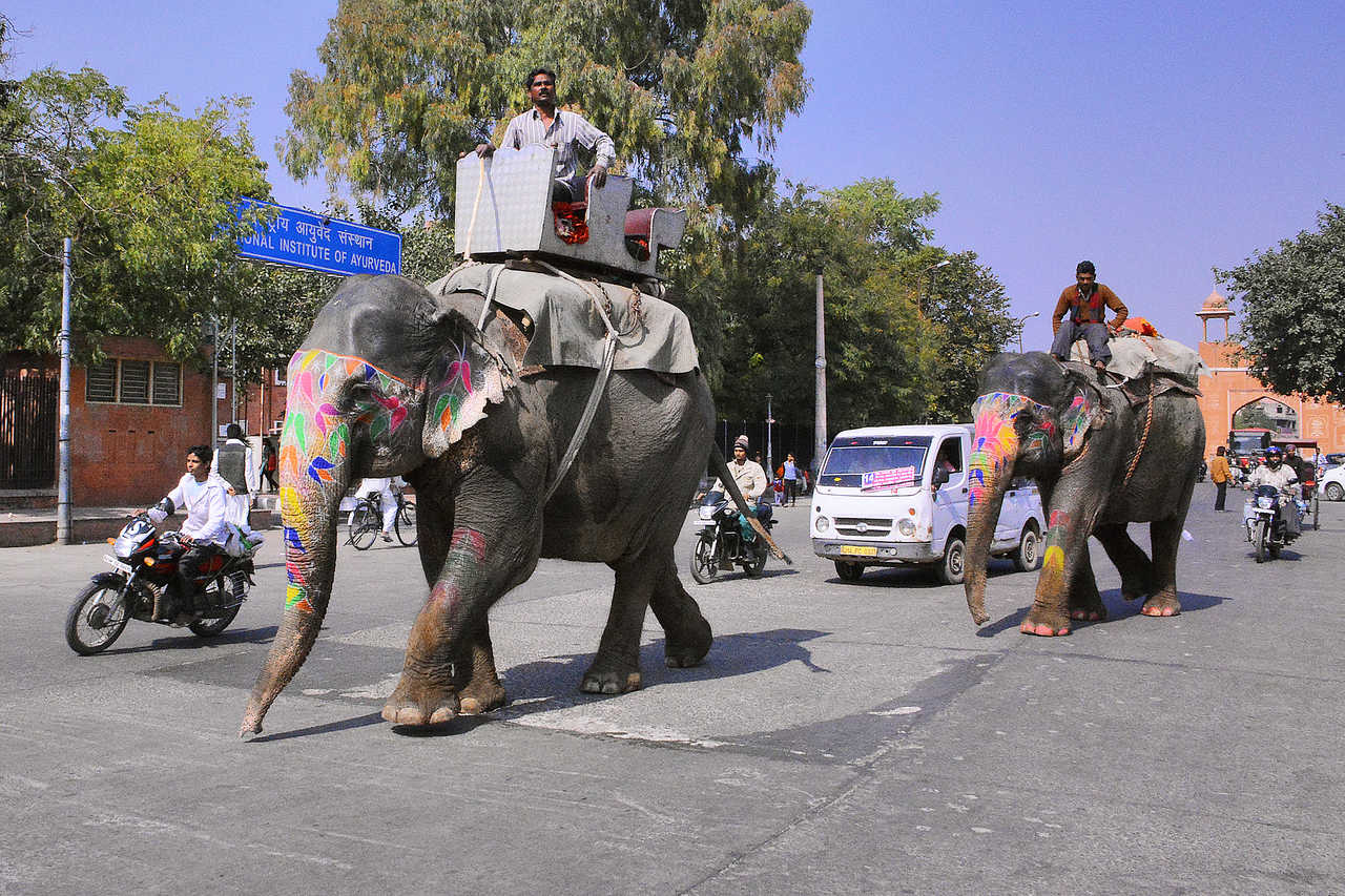 Elephant dans les rues de Jaipur au Rajasthan en Inde