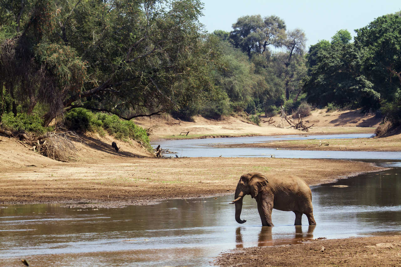 Éléphant dans une rivière dans le Limpopo en Afrique du Sud