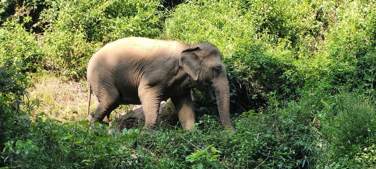 Éléphant du Mekong elephant park, l'association de Pak Bang au Laos