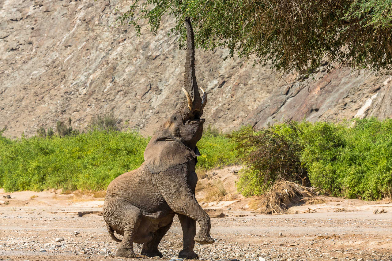 Eléphant en équilibre, Namibie