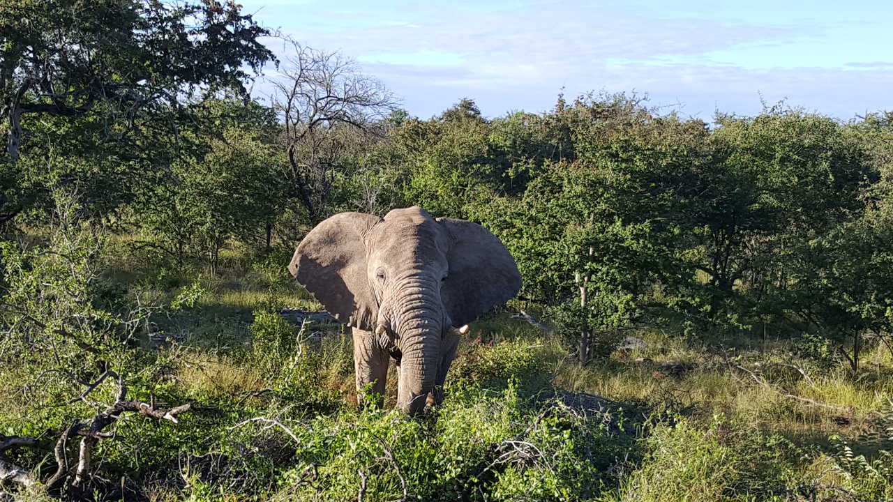 elephant